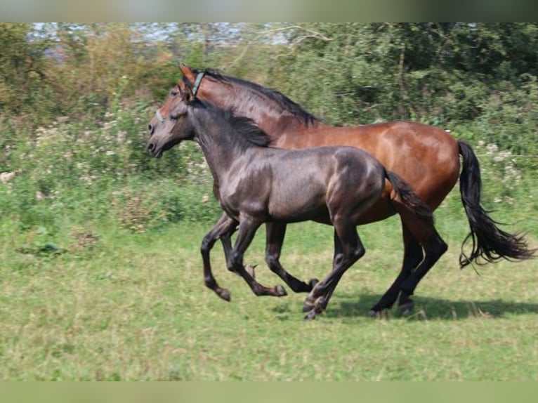 PRE Merrie 1 Jaar 165 cm Schimmel in Bibertal