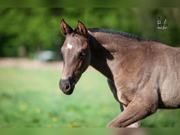 PRE Mix Merrie 1 Jaar 165 cm Zwart in La Vespière-Friardel