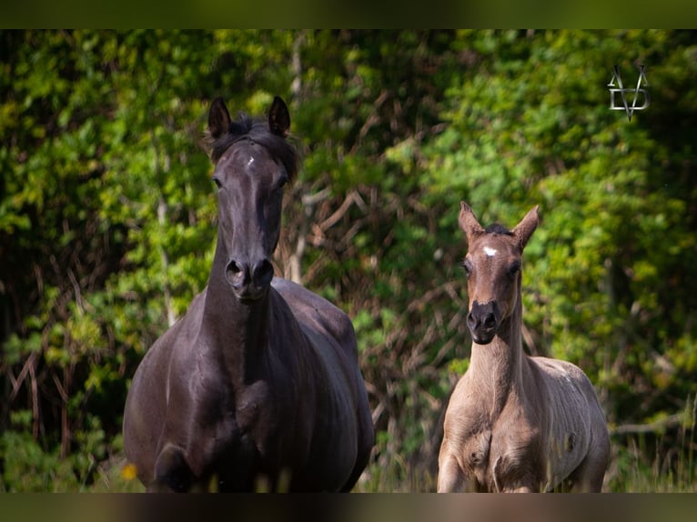 PRE Mix Merrie 1 Jaar 165 cm Zwart in La Vespière-Friardel