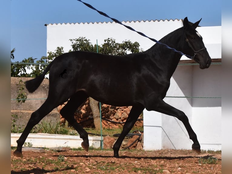 PRE Mix Merrie 1 Jaar 165 cm Zwart in Menorca