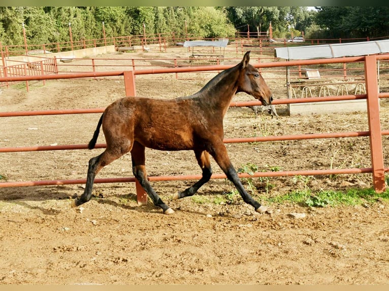 PRE Merrie 1 Jaar 166 cm Bruin in Galaroza (Huelva)