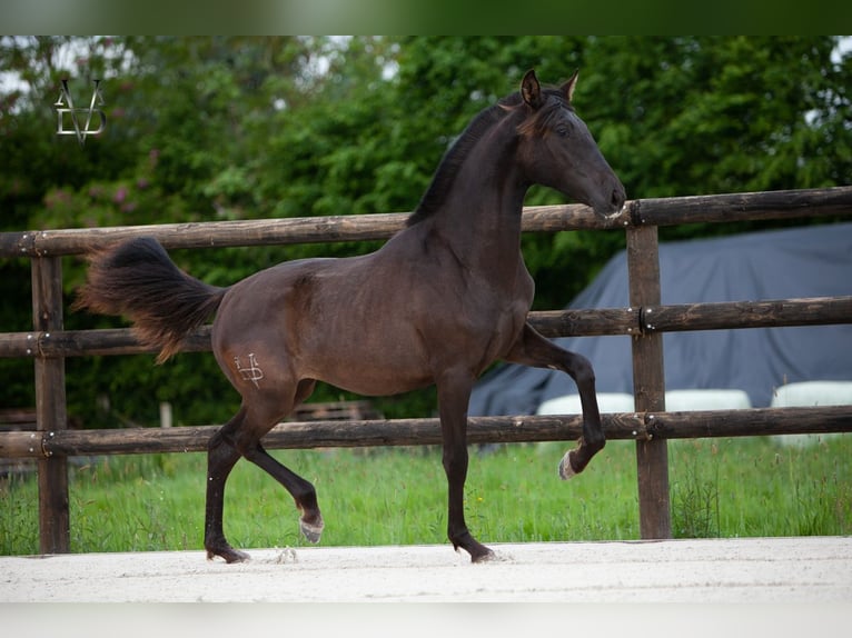 PRE Mix Merrie 1 Jaar 166 cm Zwart in LA VESPIÈRE