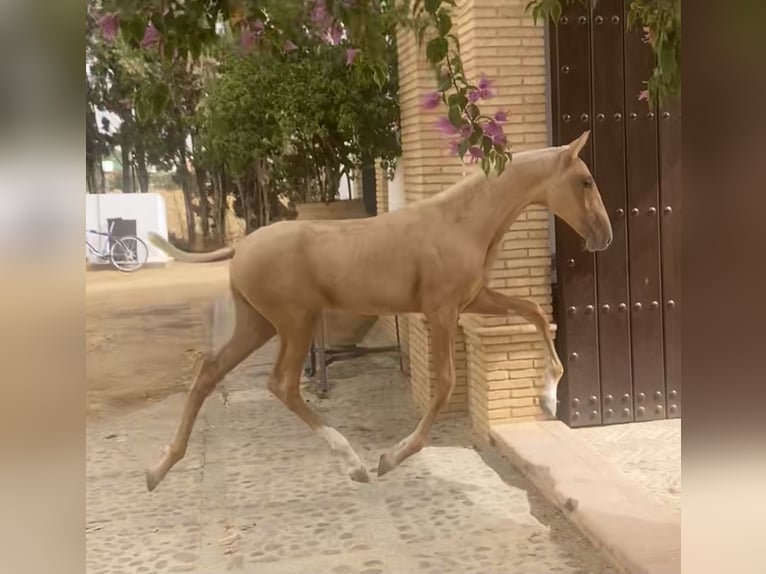 PRE Mix Merrie 1 Jaar 167 cm Palomino in Fuentes De Andalucia