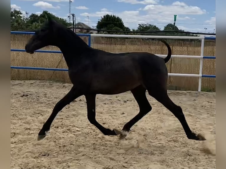 PRE Merrie 1 Jaar 167 cm Schimmel in Fuentes De Andalucia