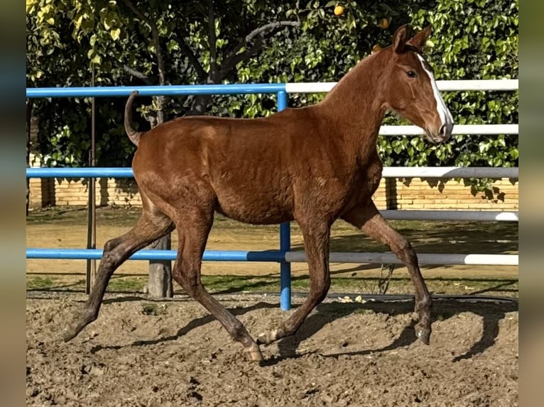 PRE Mix Merrie 1 Jaar 167 cm Vos in Fuentes De Andalucia