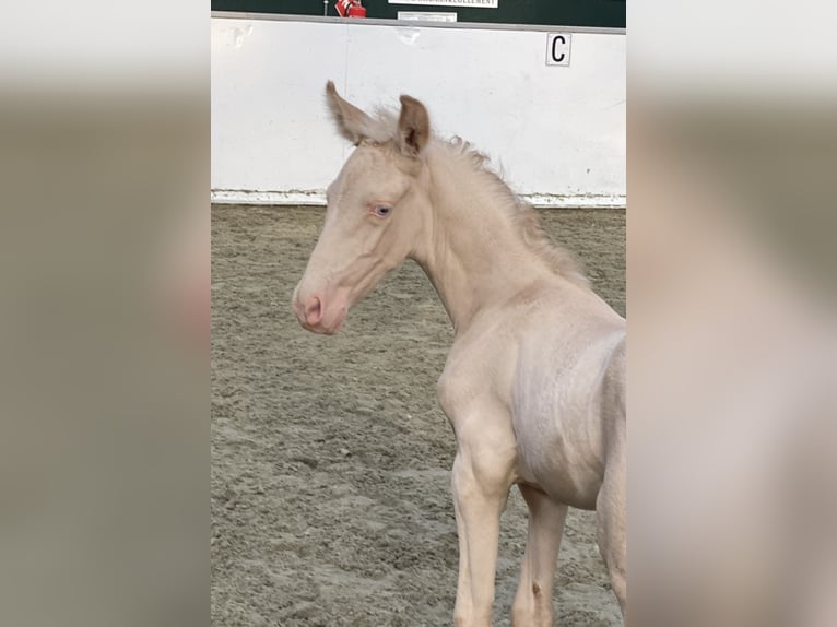 PRE Merrie 1 Jaar 169 cm Perlino in Oudkarspel