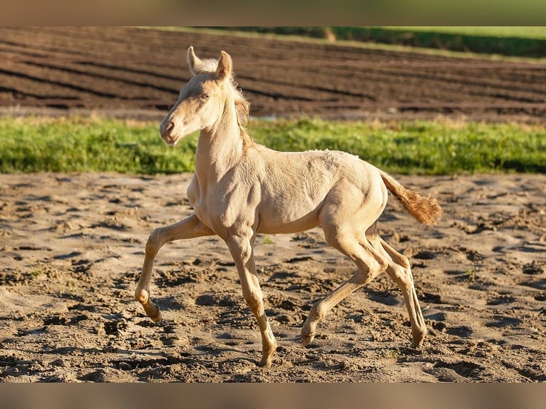 PRE Merrie 1 Jaar 169 cm Perlino in Oudkarspel