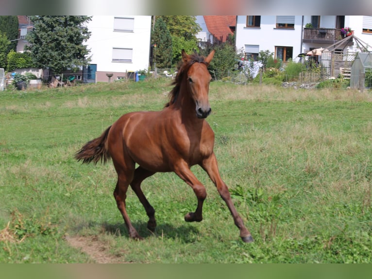 PRE Merrie 1 Jaar 170 cm Bruin in Bibertal