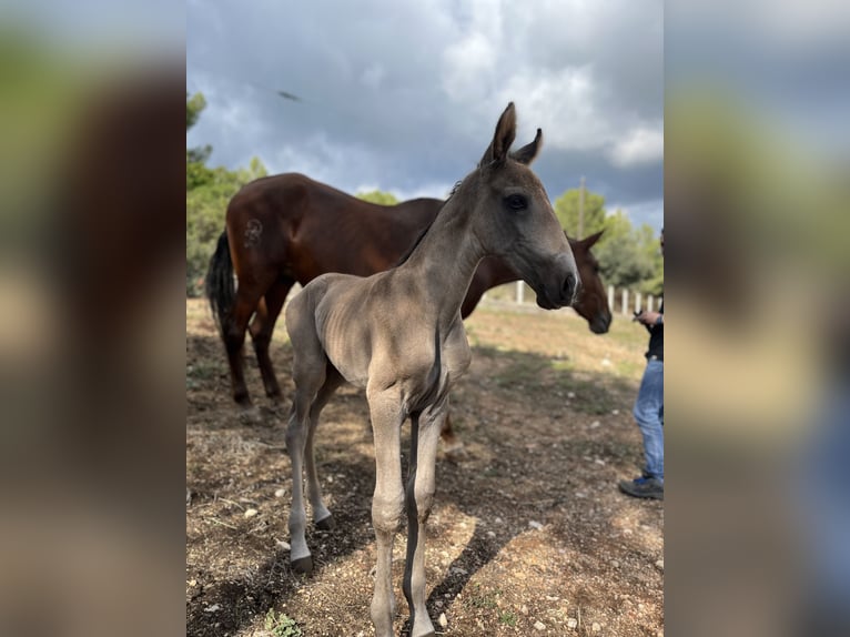 PRE Mix Merrie 1 Jaar 170 cm Falbe in El Aeroport Del Prat