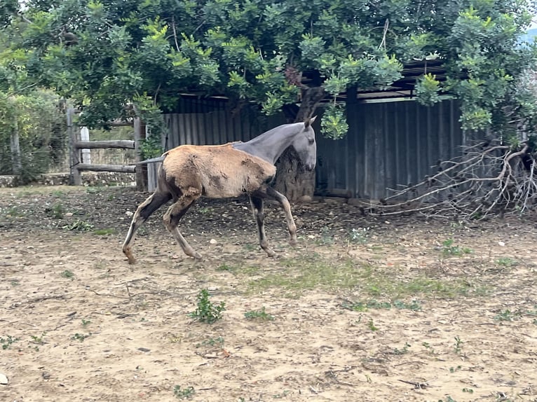 PRE Mix Merrie 1 Jaar 170 cm Falbe in El Aeroport Del Prat