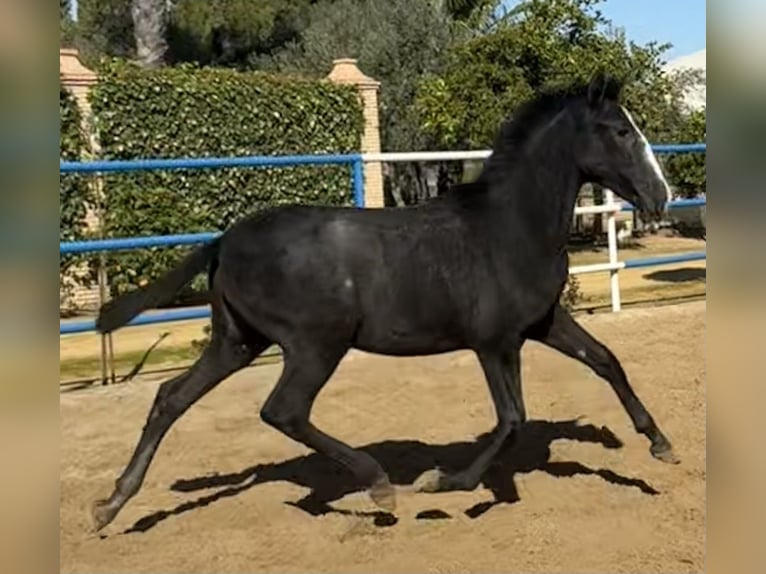 PRE Mix Merrie 1 Jaar 170 cm Schimmel in Fuentes De Andalucia