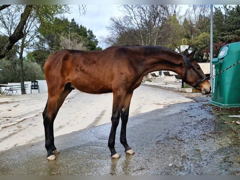 PRE Mix Merrie 1 Jaar 173 cm Donkerbruin in Estepa