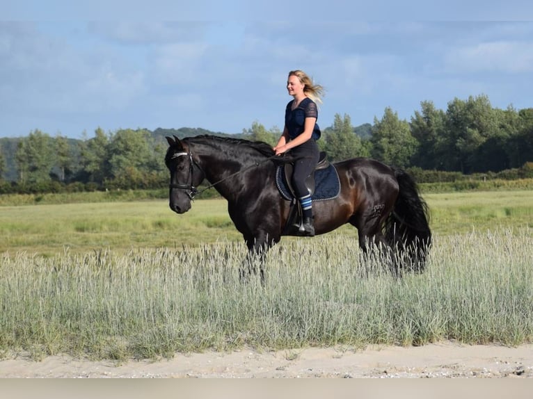 PRE Merrie 1 Jaar Bruin in Porspoder