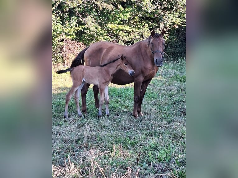 PRE Merrie 1 Jaar Bruin in Porspoder