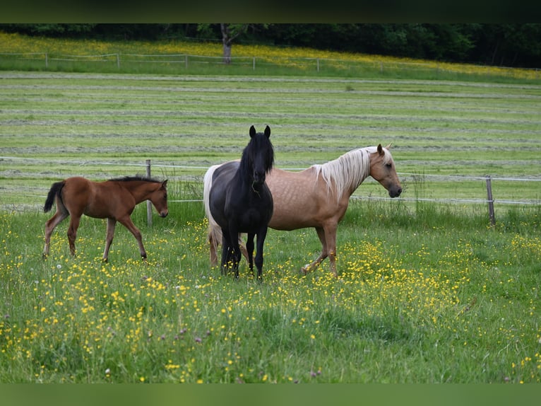 PRE Merrie 1 Jaar Bruin in Klettgau