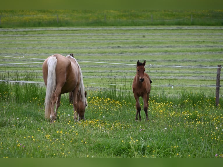 PRE Merrie 1 Jaar Bruin in Klettgau