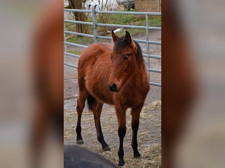 PRE Merrie 1 Jaar Bruin in Klettgau