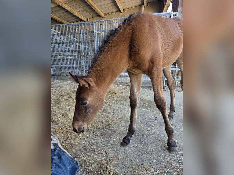 PRE Merrie 1 Jaar Bruin in Klettgau