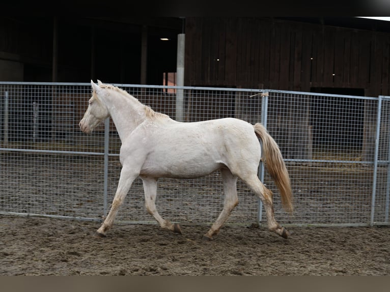 PRE Mix Merrie 1 Jaar Cremello in Klettgau