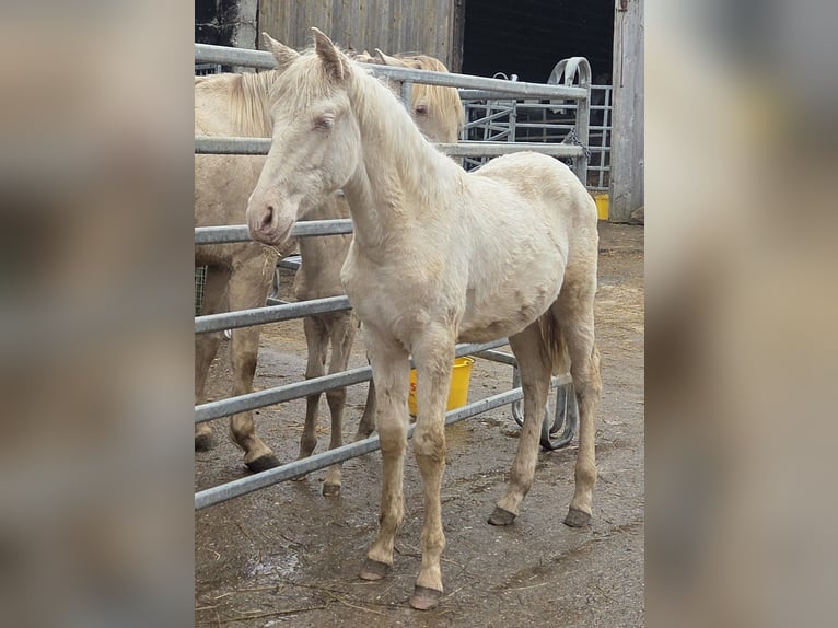 PRE Mix Merrie 1 Jaar Cremello in Klettgau
