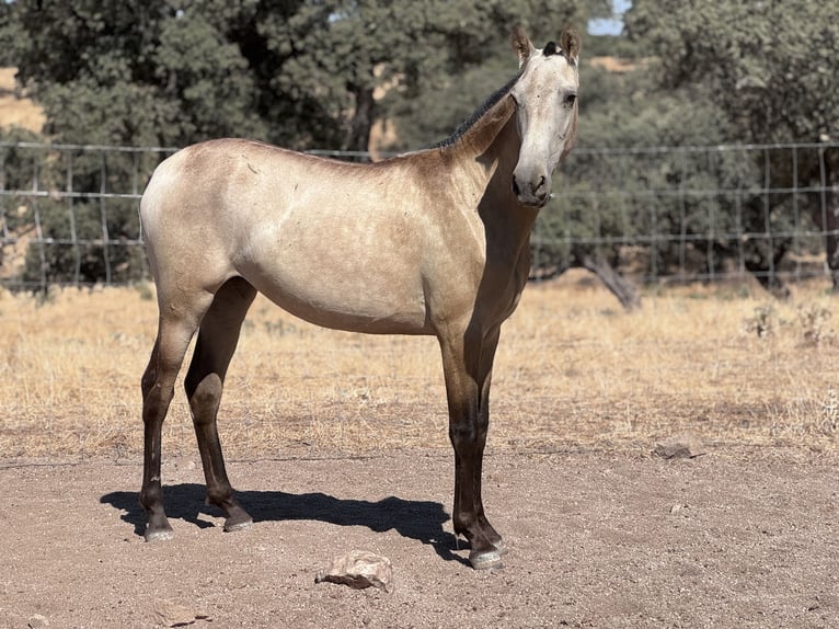 PRE Merrie 1 Jaar Falbe in Villanueva De Cordoba