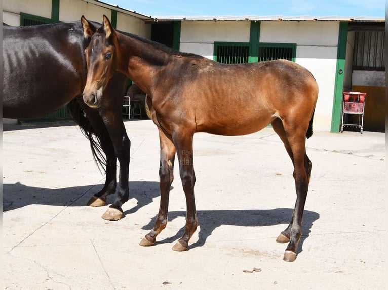 PRE Merrie 1 Jaar Falbe in Provinz Granada