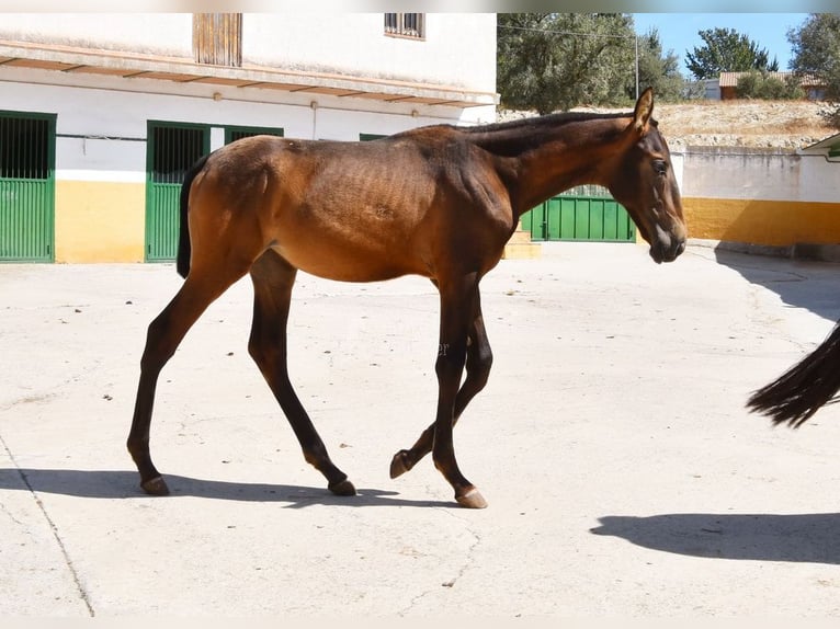 PRE Merrie 1 Jaar Falbe in Provinz Granada