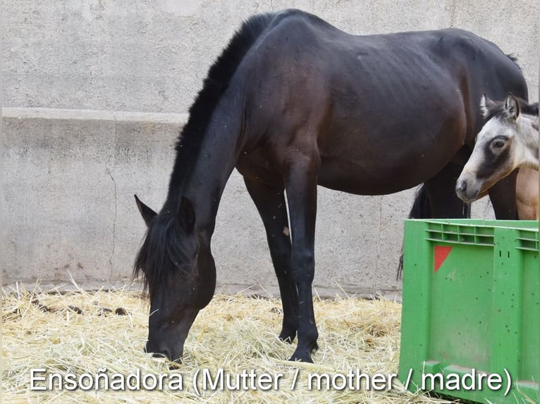 PRE Merrie 1 Jaar Falbe in Provinz Granada