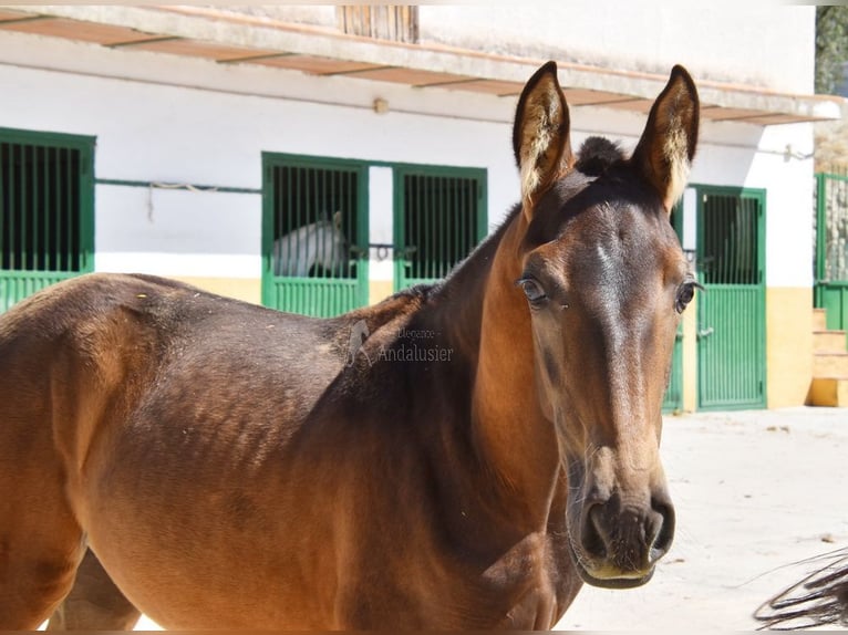 PRE Merrie 1 Jaar Falbe in Provinz Granada