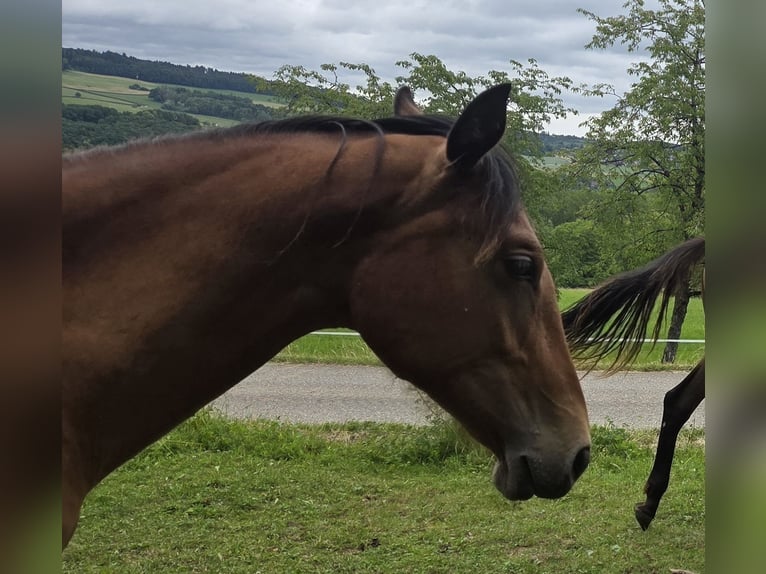 PRE Merrie 1 Jaar  in Klettgau