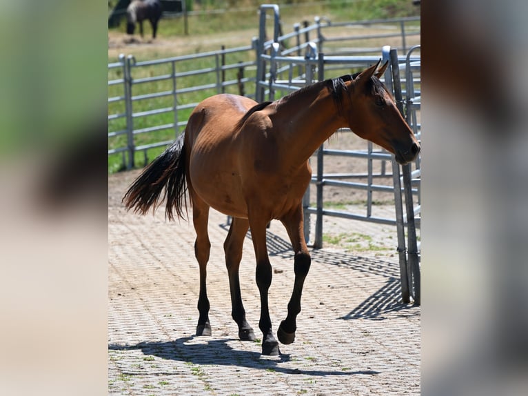 PRE Merrie 1 Jaar  in Klettgau