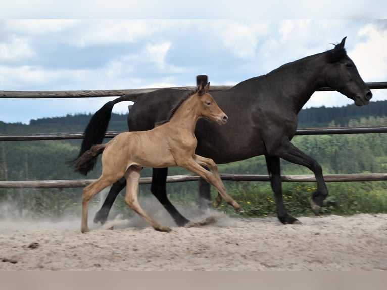 PRE Mix Merrie 1 Jaar Pearl in Manhay