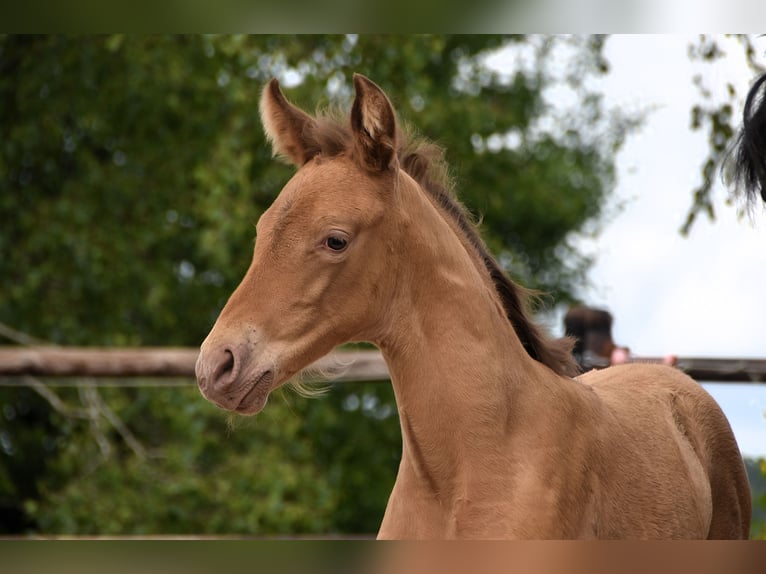 PRE Mix Merrie 1 Jaar Pearl in Manhay
