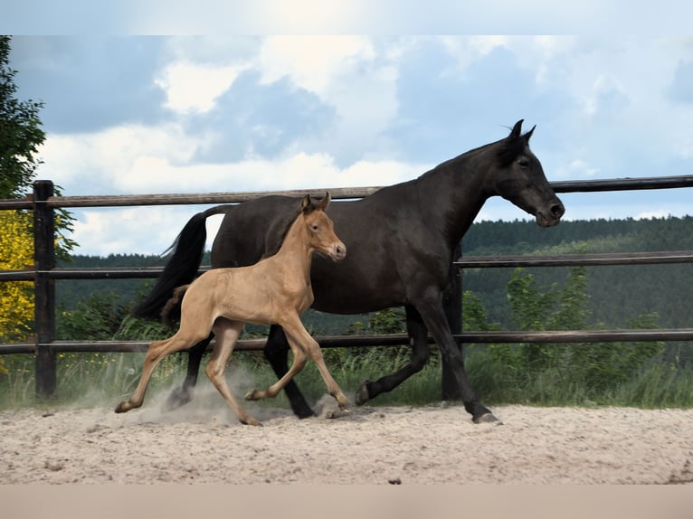 PRE Mix Merrie 1 Jaar Pearl in Manhay