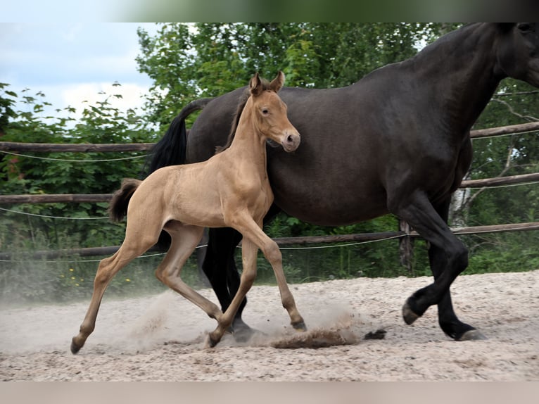 PRE Mix Merrie 1 Jaar Pearl in Manhay