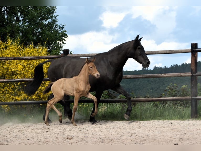 PRE Mix Merrie 1 Jaar Pearl in Manhay