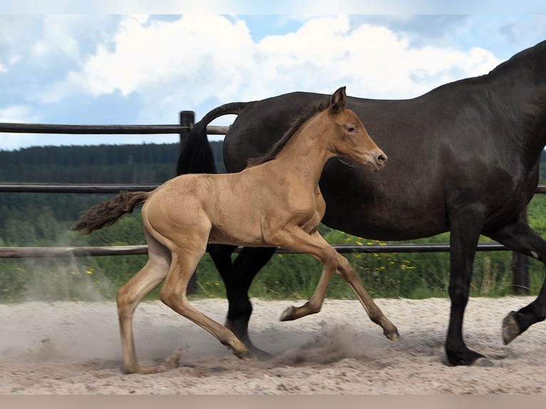 PRE Mix Merrie 1 Jaar Pearl in Manhay