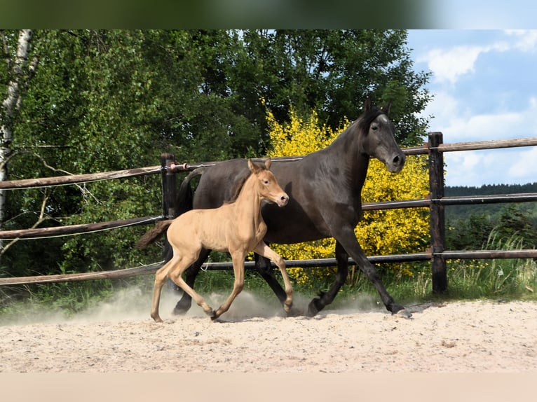 PRE Mix Merrie 1 Jaar Pearl in Manhay