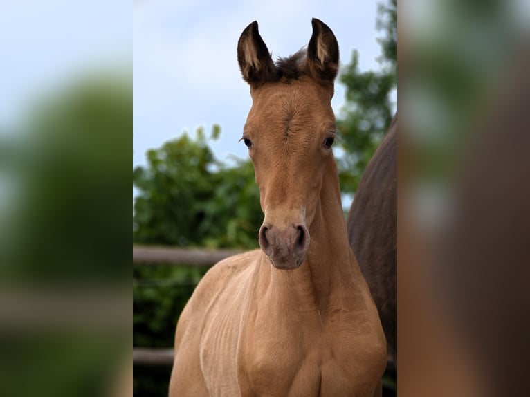 PRE Mix Merrie 1 Jaar Pearl in Manhay