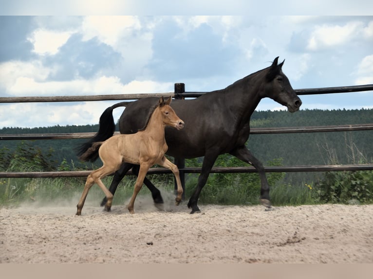 PRE Mix Merrie 1 Jaar Pearl in Manhay
