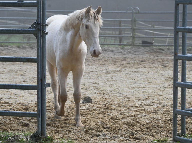 PRE Merrie 1 Jaar Perlino in Küssaberg