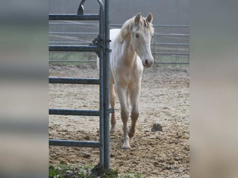 PRE Merrie 1 Jaar Perlino in Küssaberg