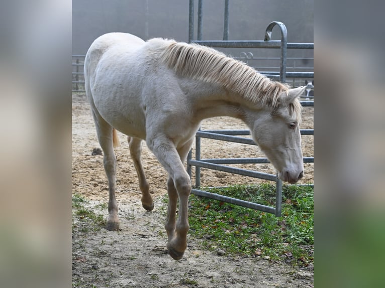 PRE Merrie 1 Jaar Perlino in Küssaberg