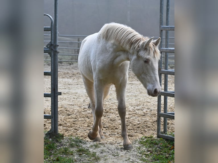 PRE Merrie 1 Jaar Perlino in Küssaberg