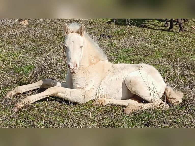 PRE Merrie 1 Jaar Perlino in Ciudad Real