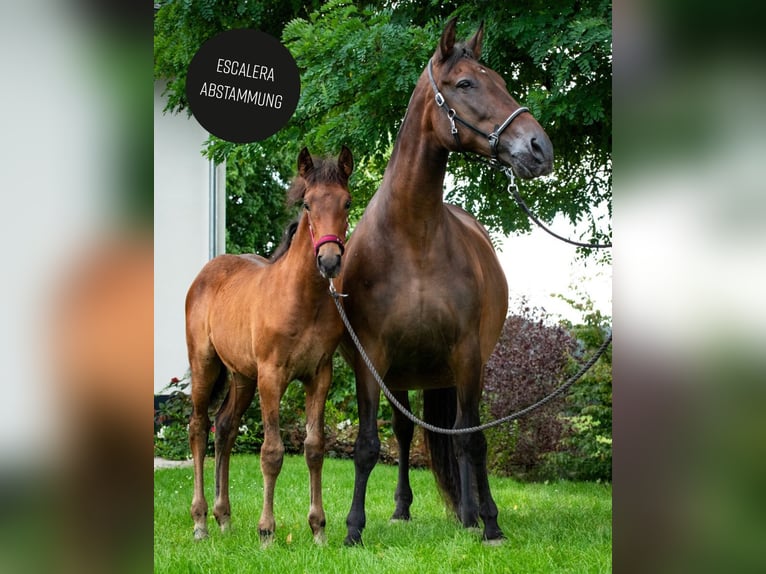 PRE Merrie 1 Jaar in Ruppichteroth