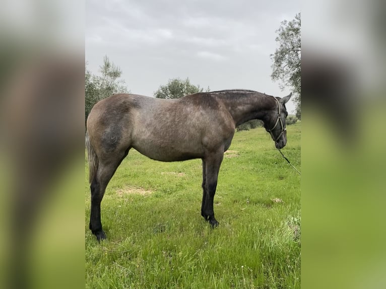 PRE Merrie 1 Jaar Schimmel in Puertollano