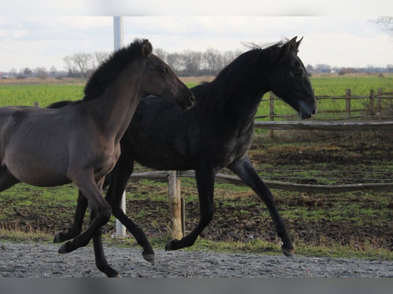 PRE Merrie 1 Jaar Schimmel in Alveringem