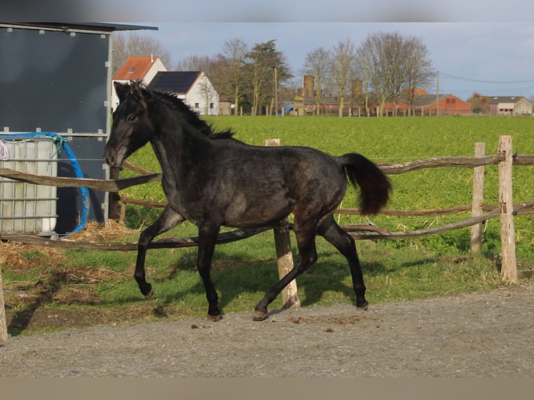 PRE Merrie 1 Jaar Schimmel in Alveringem