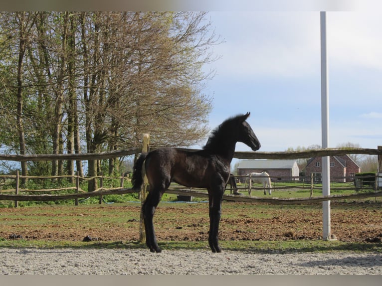 PRE Merrie 1 Jaar Schimmel in Alveringem